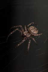 Macro of a spider on a black background