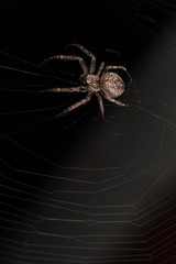 Macro of a spider on a black background