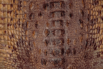 Crocodile skin background textures. Close-up. Reptiles. Scaly leather texture brownish yellow. Background trend reptiles.