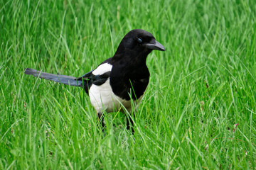 Magpie walks in fresh spring green grass. Ornithology
