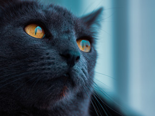 russian blue cat portrait with focus on eye
