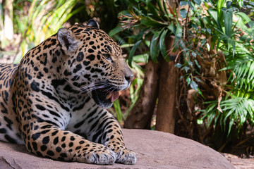 Jaguar (Panthera onca) on a rock