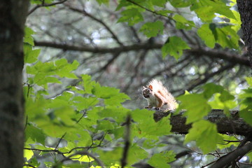 Foraging Squirrel