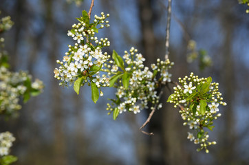 branch of a tree in spring