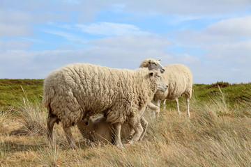 Sylt - The most beautiful island of Germany
