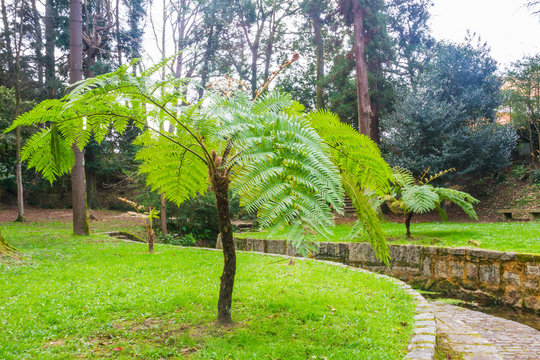 Australian or lacy tree fern