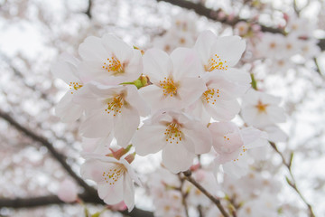 Obraz premium サクラ