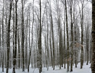 landscape in a deciduous forest in winter