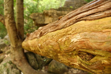 Fallen Over Tree