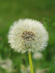 dandelion trimmed close-up blurred background