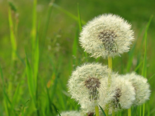 dandelions in the meadow close-up blurred background