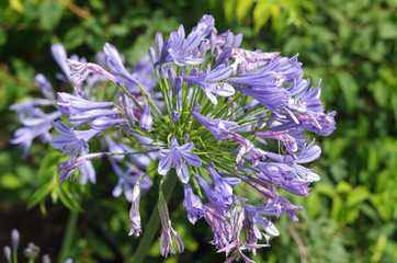 Agapanthus - Blue Lily of the Nile