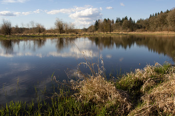 Marsh landscape during springtime in Ridgefield National Wildlife Refuge, Washington.