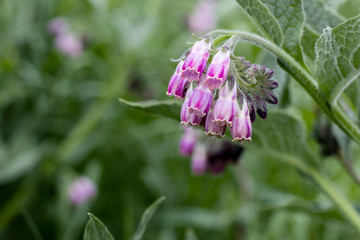 Comfrey plant flowering with clusters of blooms; symphytum officinate plant in the spring