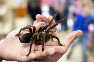 Spider tarantula Phormictopus auratus sitting on a hand. At the exhibition of exotic animals, contact zoo. reporting shooting.