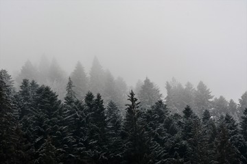 fog over the pine forest