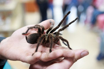 Spider tarantula Phormictopus auratus sitting on a hand. At the exhibition of exotic animals, contact zoo. reporting shooting.