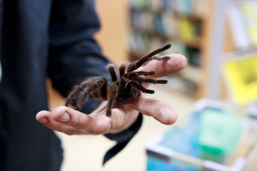 Spider tarantula Phormictopus auratus sitting on a hand. At the exhibition of exotic animals, contact zoo. reporting shooting.