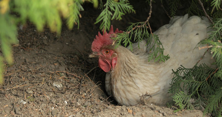 Rooster in the yard near tree. Close-up shot. White rooster in village