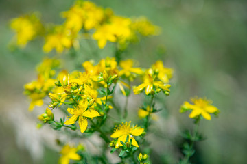 yellow flowers in the garden