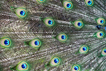 Obraz premium Peacock with all its colors