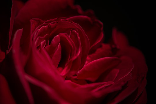 Beautiful fresh red rose in focus in darkness. Close up of red rose petal isolated on black background