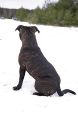 Obraz premium Young brindle Staffordshire Bull Terrier dog sitting outdoors on a snow in winter. Backside view