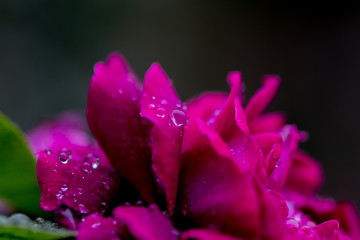 バラの花ビラについた水滴