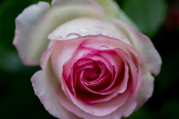 バラの花ビラについた水滴