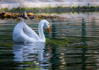 White swans swimming on the bank near the pier of lake 