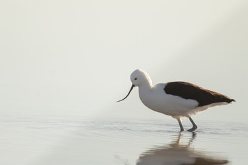 Caiti - Andean Avocet - (Recurvirostra andina)