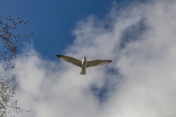 bird in the sky