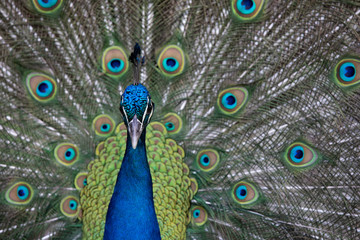 Obraz premium Peacock with all its colors