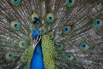 Peacock with all its colors