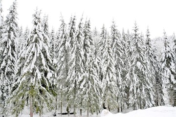 landscape with a  fir forest covered with snow