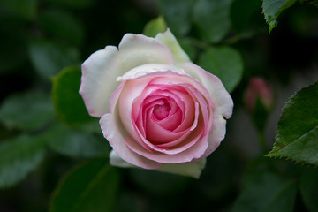 ピンクの薔薇