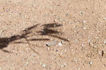 shadow wheat sand