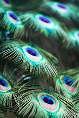 Naklejka premium Peacock with all its colors