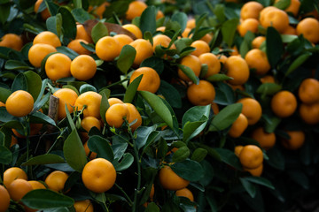 Fresh Small orange on tree. Background for healthy and natural fruit.
