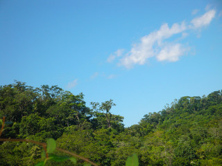 Landscape with trees and blue sky