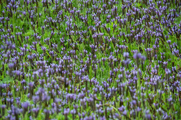 close up of lavender field. background for fresh and botanical background