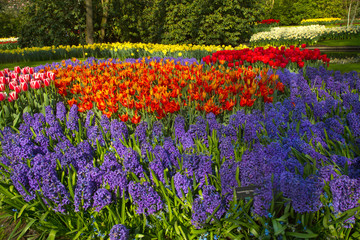Flower field  in Keukenhof park, Netherlands.