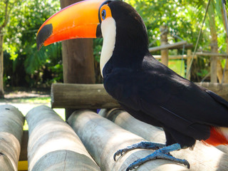 Toucan (Ramphastos toco) on the branch, Brazil