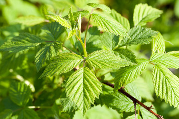 raspberry or blackberry