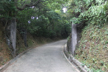 road in the forest