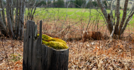 Moss