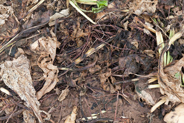 rotten leaves beetroot