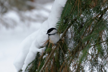 Black-capped Chickadee (Poecile atricapillus)