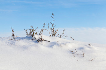 Fototapeta na wymiar Grass cold snow sunny sky.