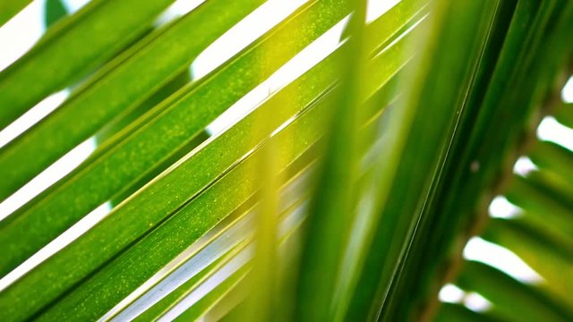 Close-up shot of green palms plant grows in forest jungle. Concept of summer travel to exotic tropical destinations.